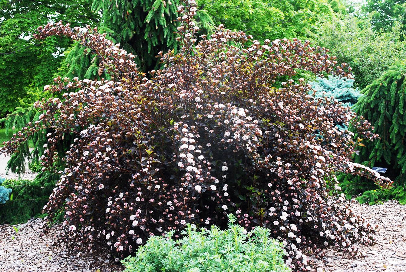 Physocarpus Opulifolius Summer Wine Tree Form - View 11 from www redcrocus com