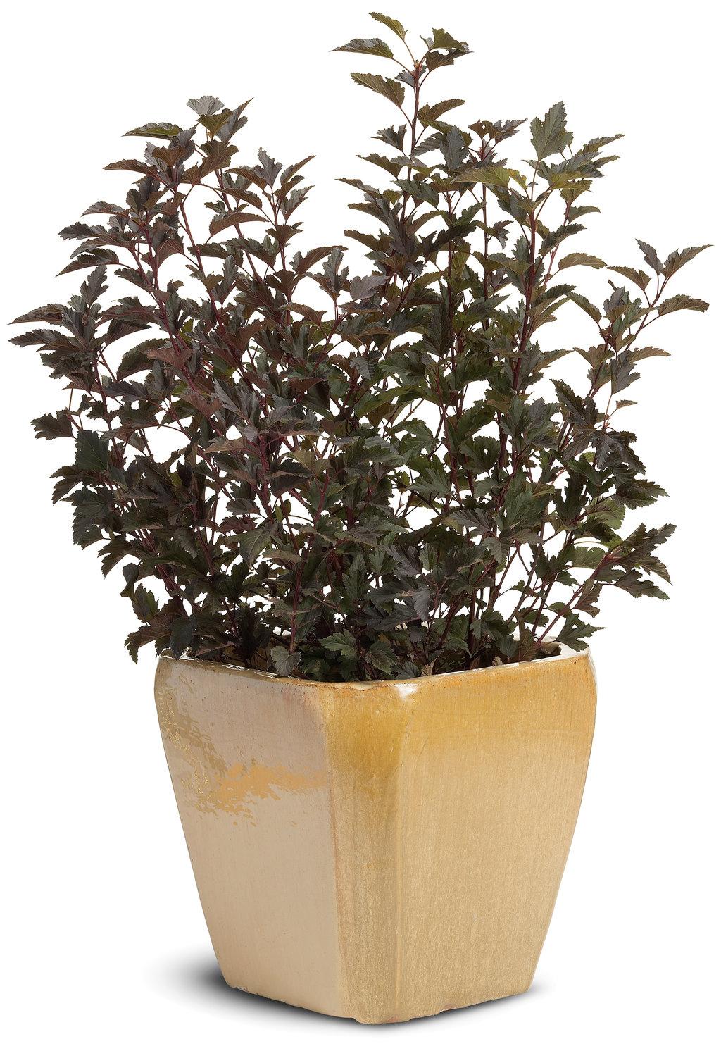 Physocarpus Opulifolius Summer Wine Tree Form - View 12 from www redcrocus com