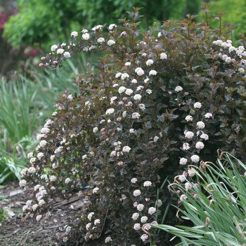 Physocarpus Opulifolius Summer Wine Tree Form - View 13 from www redcrocus com