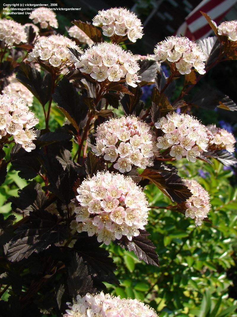 Physocarpus Opulifolius Summer Wine Tree Form - View 14 from www redcrocus com