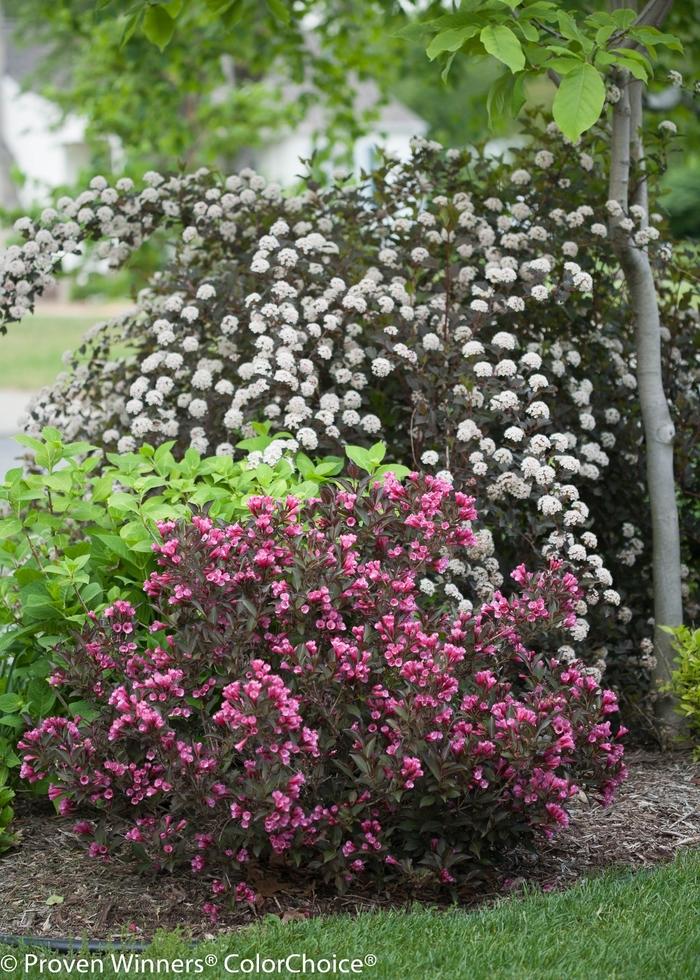 Physocarpus Opulifolius Summer Wine Tree Form - View 15 from www redcrocus com
