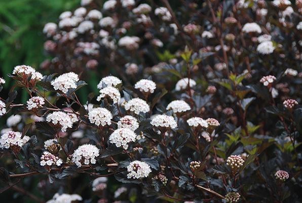 Physocarpus Opulifolius Summer Wine Tree Form - View 16 from www redcrocus com
