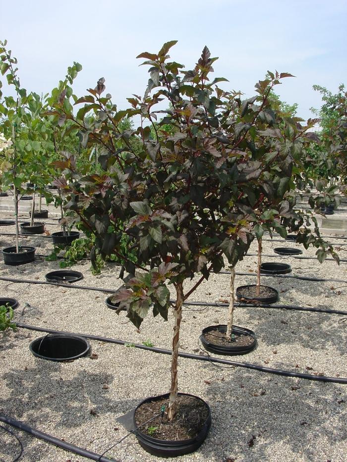 Physocarpus Opulifolius Summer Wine Tree Form - View 2 from www redcrocus com