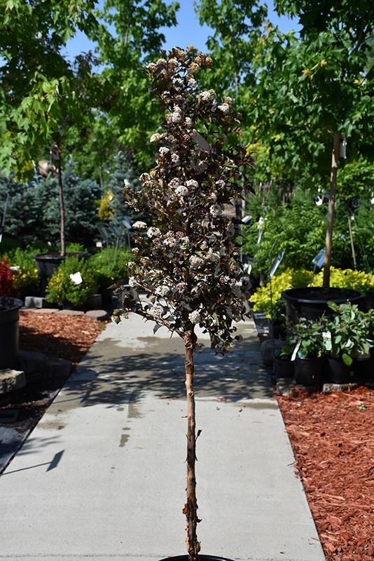 Physocarpus Opulifolius Summer Wine Tree Form - View 3 from www redcrocus com