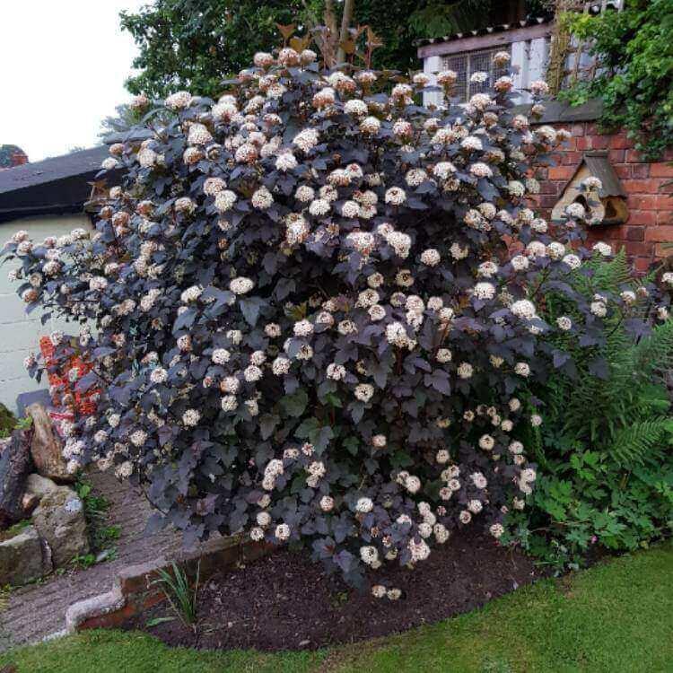 Physocarpus Opulifolius Summer Wine Tree Form - View 5 from www redcrocus com