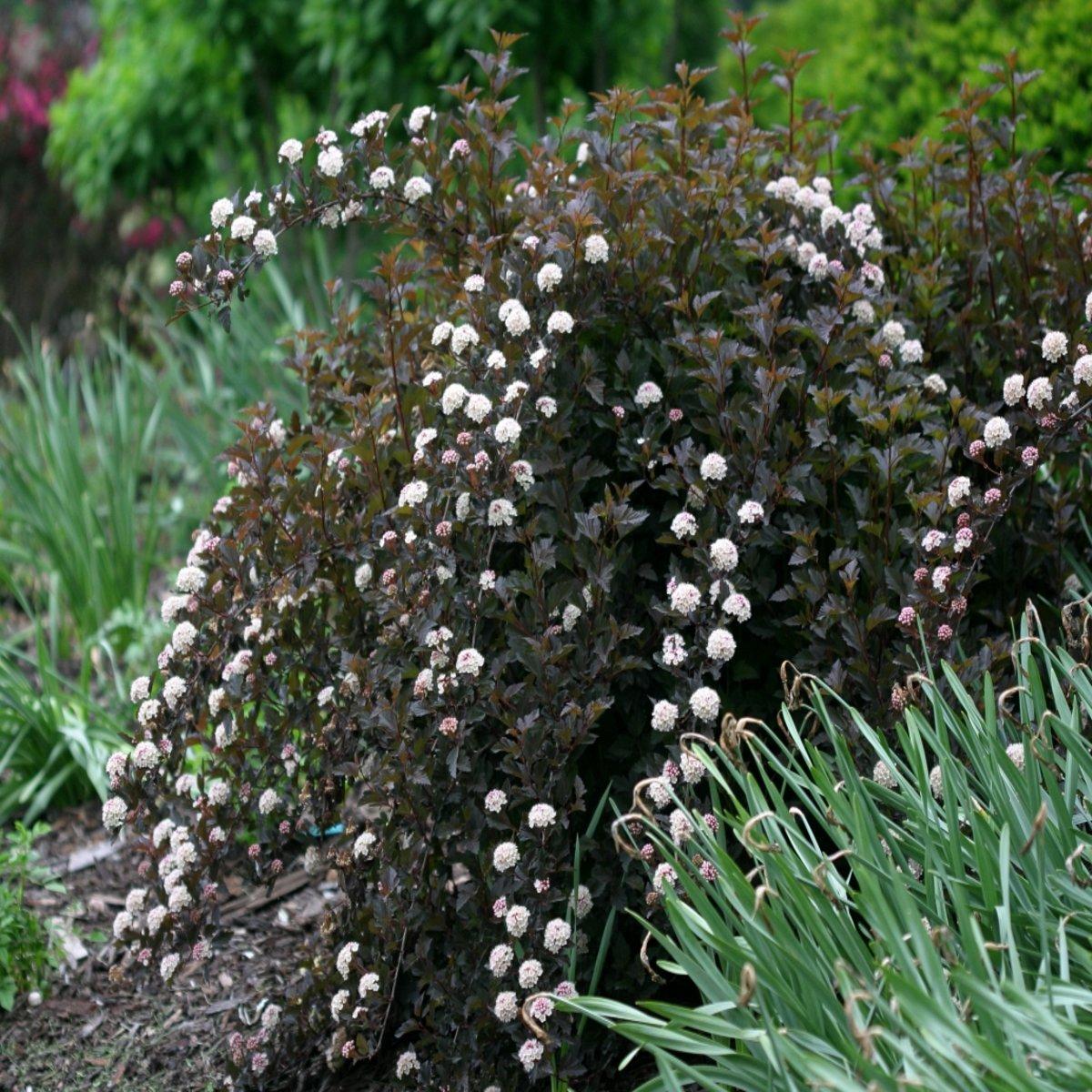 Physocarpus Opulifolius Summer Wine Tree Form - View 6 from www redcrocus com