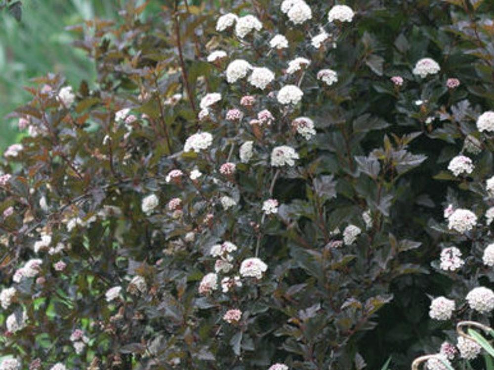Physocarpus Opulifolius Summer Wine Tree Form - View 7 from www redcrocus com