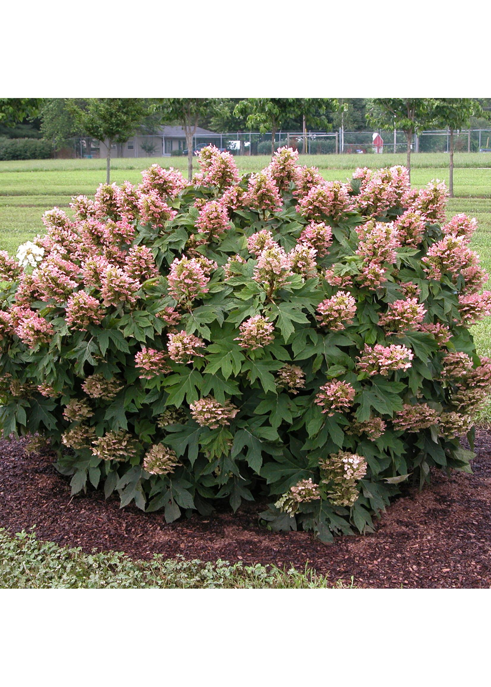 Hydrangea Quercifolia Munchkin - View 10 from www redcrocus com