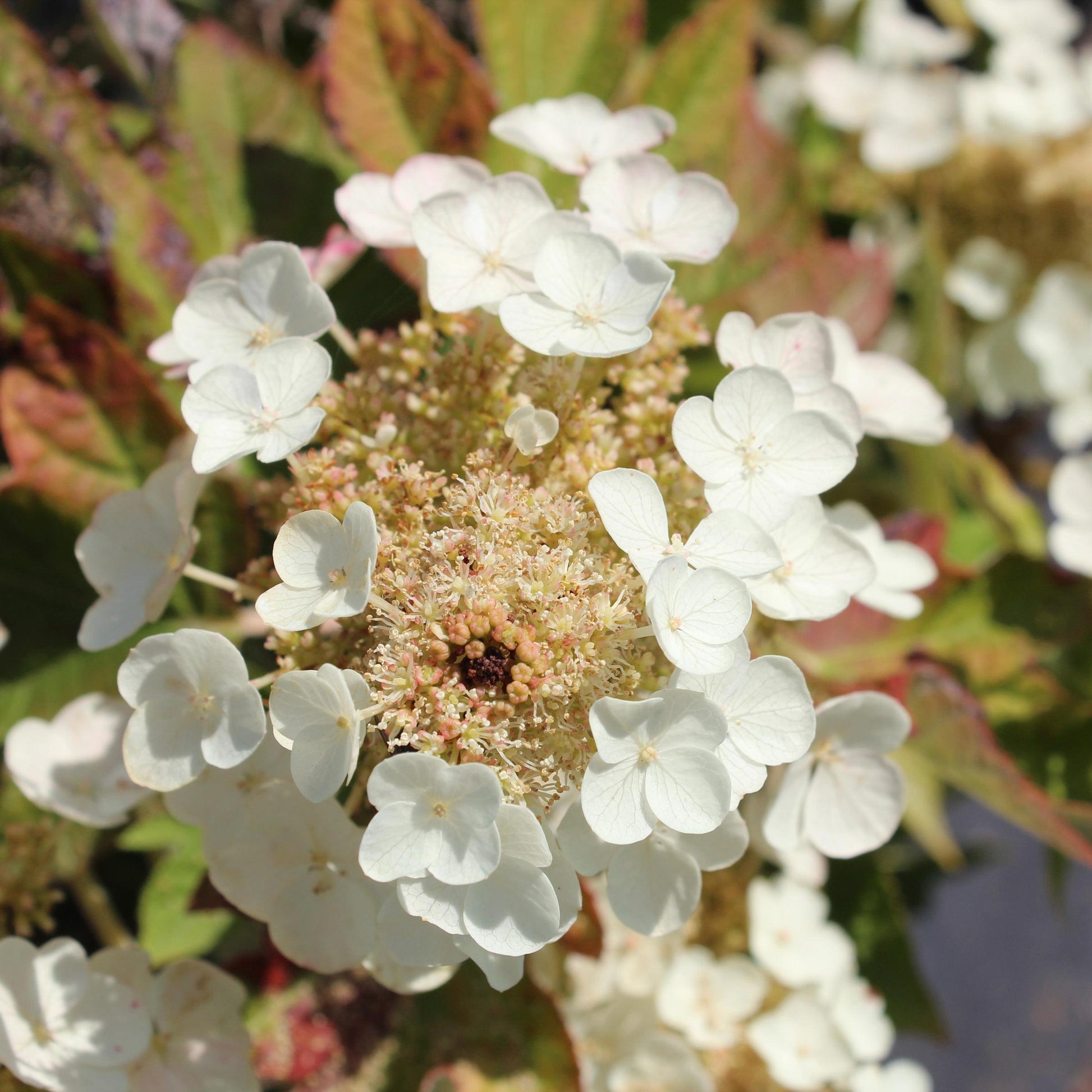 Hydrangea Quercifolia Munchkin - View 12 from www redcrocus com