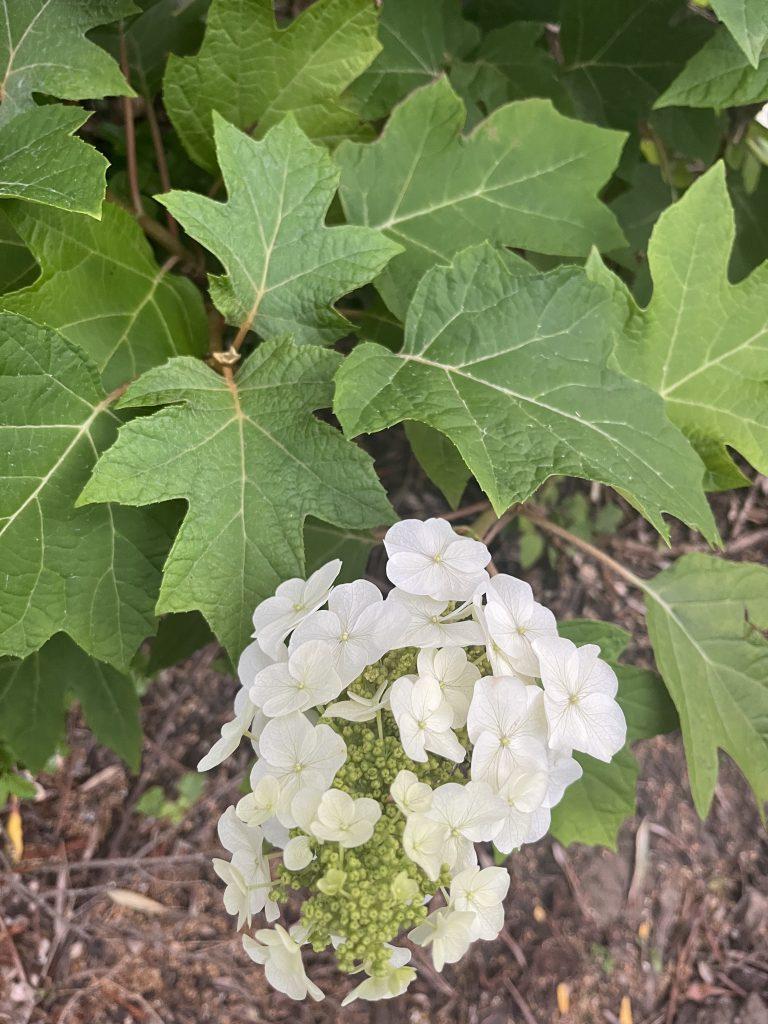 Hydrangea Quercifolia Munchkin - View 13 from www redcrocus com
