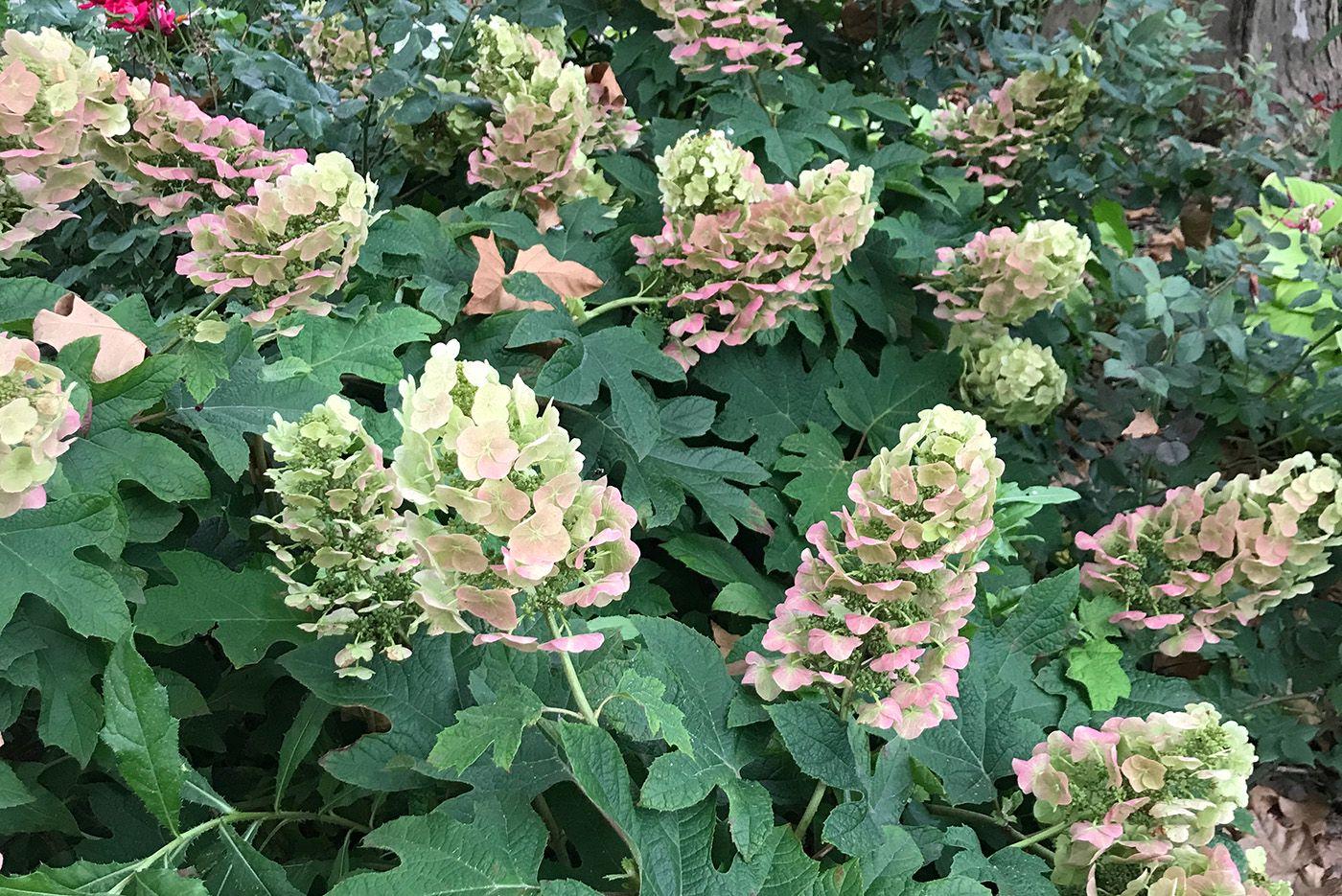 Hydrangea Quercifolia Munchkin - View 14 from www redcrocus com