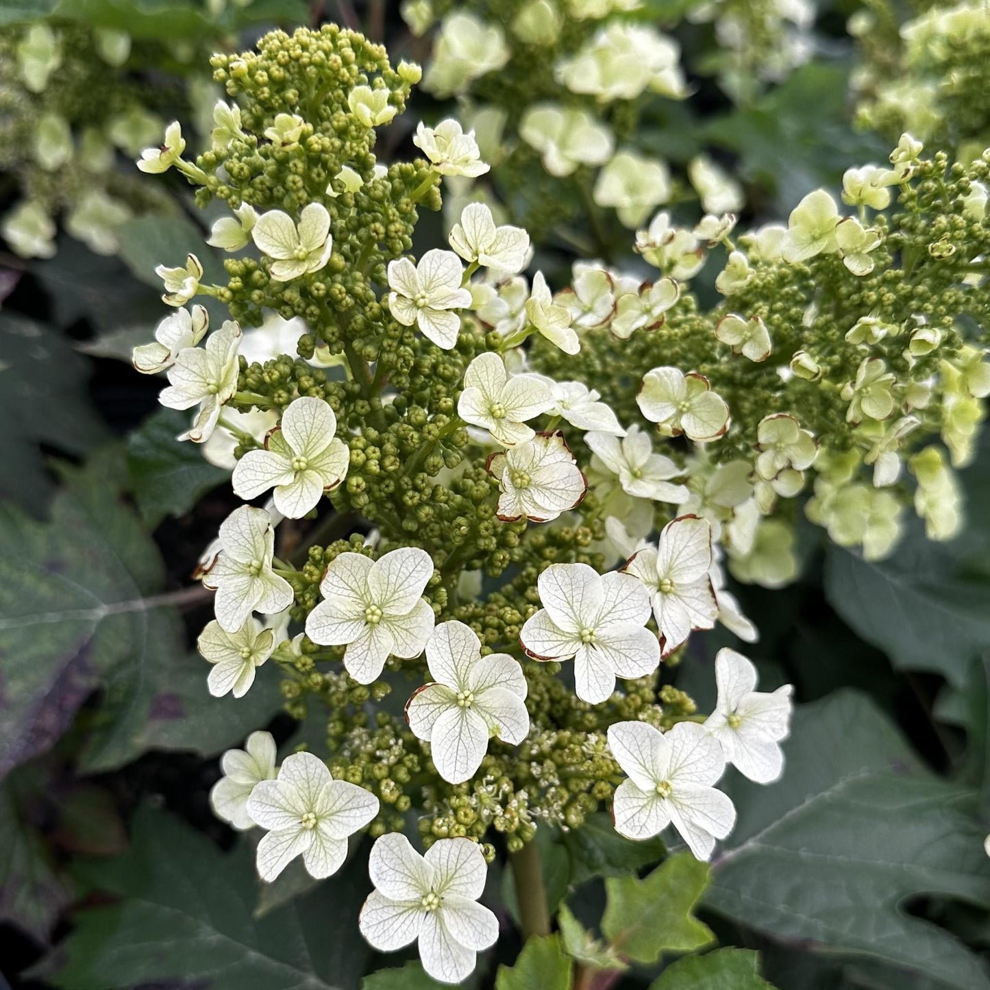 Hydrangea Quercifolia Munchkin - View 15 from www redcrocus com