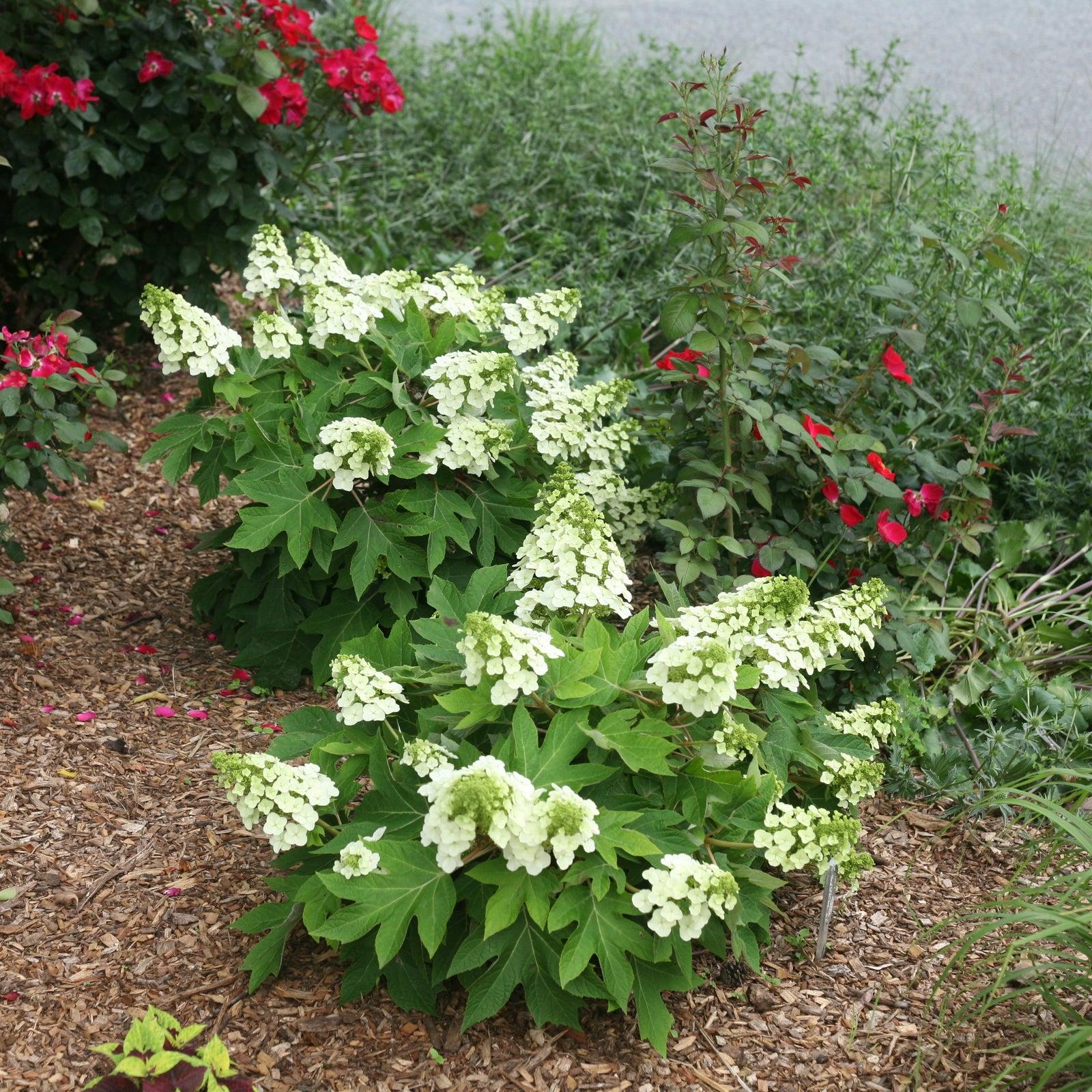 Hydrangea Quercifolia Munchkin - View 16 from www redcrocus com