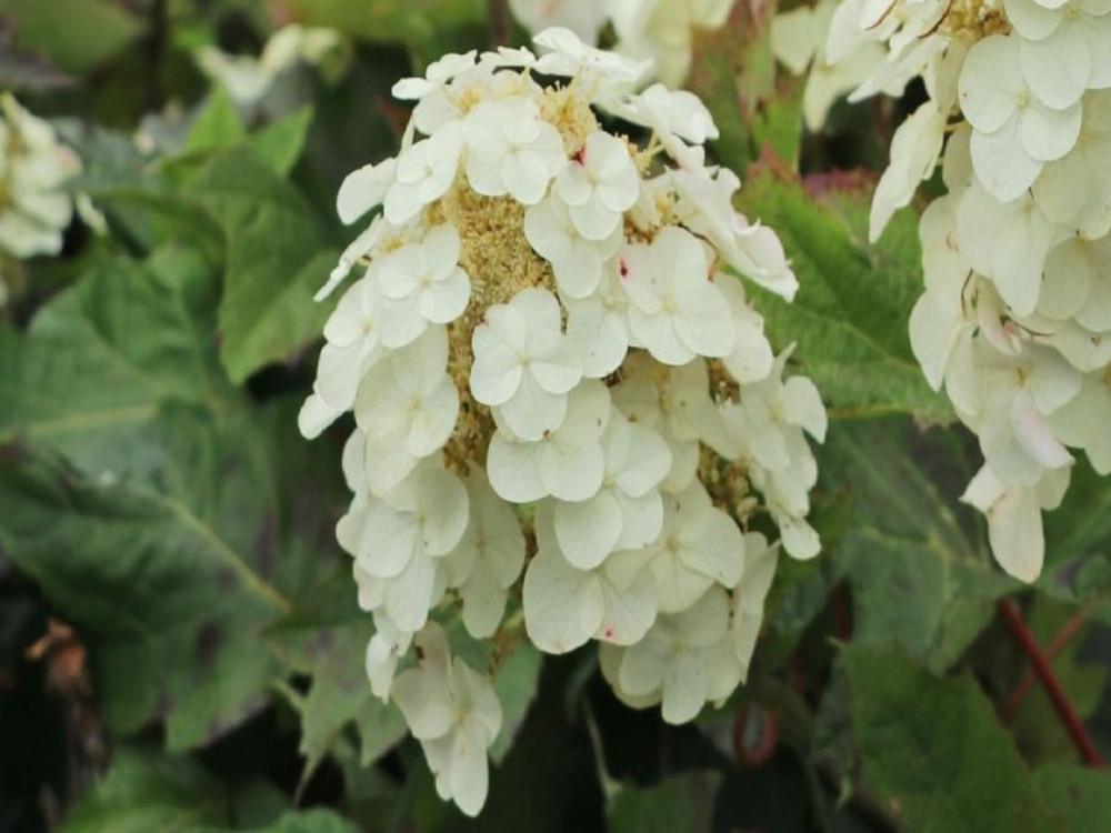 Hydrangea Quercifolia Munchkin - View 17 from www redcrocus com