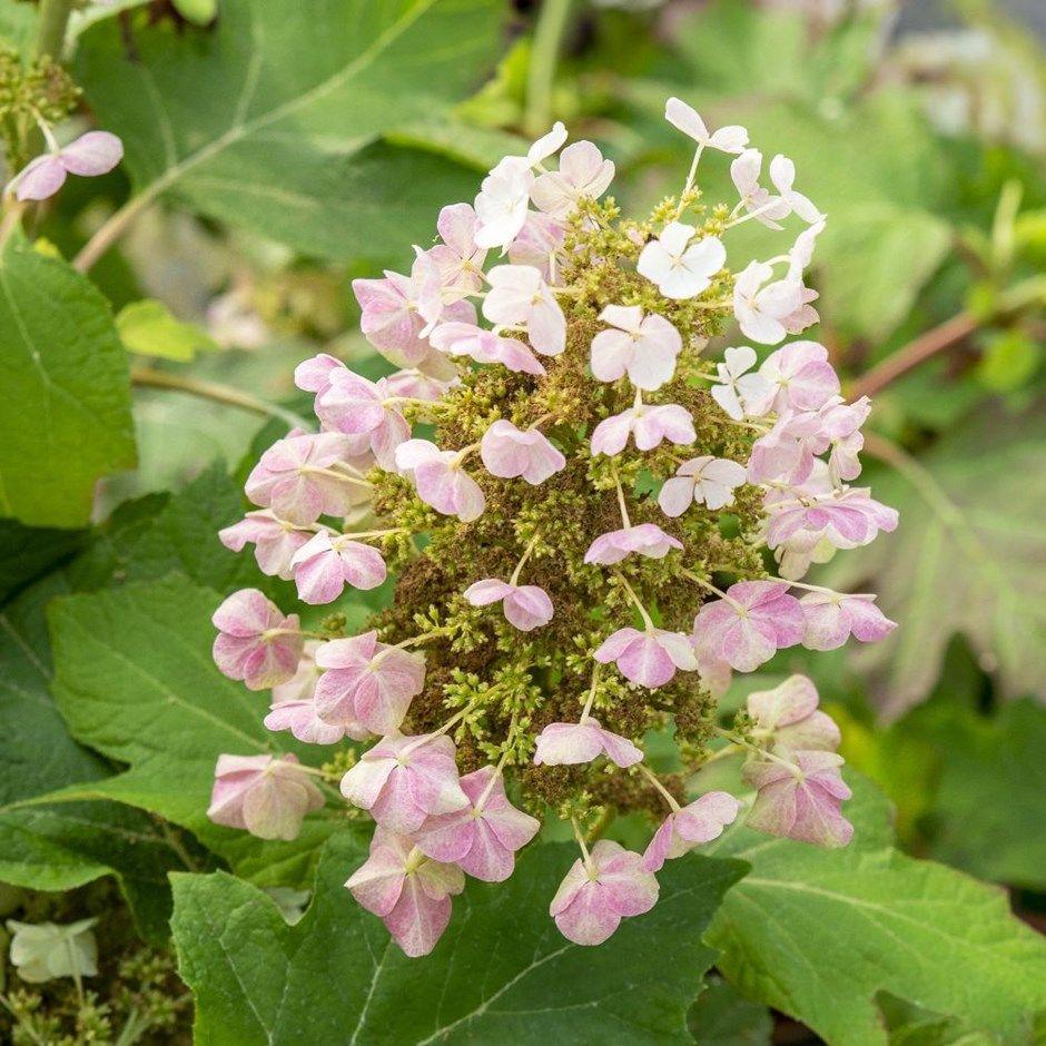 Hydrangea Quercifolia Munchkin - View 18 from www redcrocus com