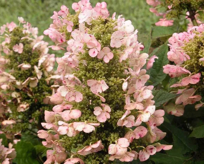 Hydrangea Quercifolia Munchkin - View 19 from www redcrocus com