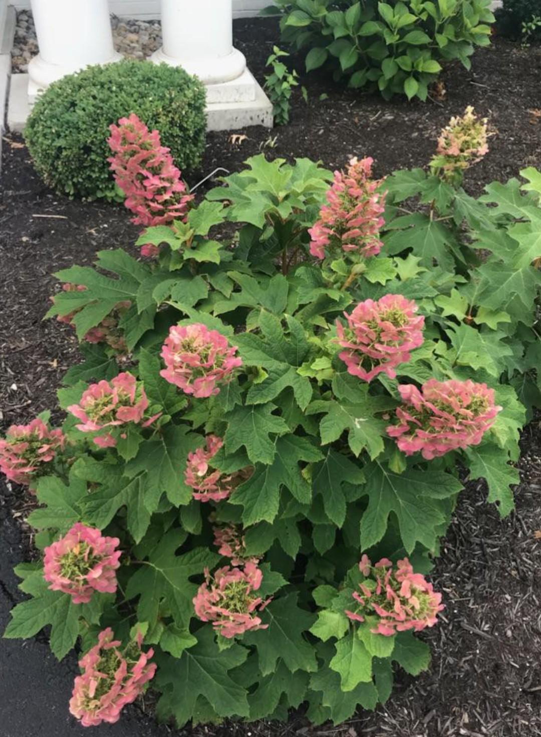 Hydrangea Quercifolia Munchkin - View 1 from www redcrocus com
