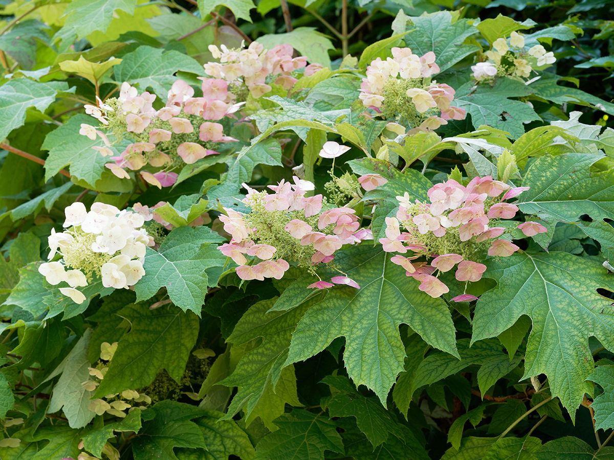 Hydrangea Quercifolia Munchkin - View 20 from www redcrocus com
