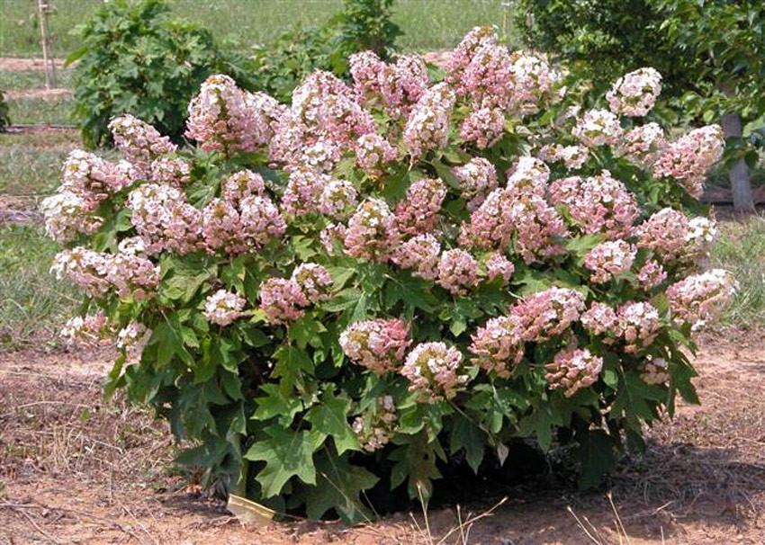 Hydrangea Quercifolia Munchkin - View 2 from www redcrocus com