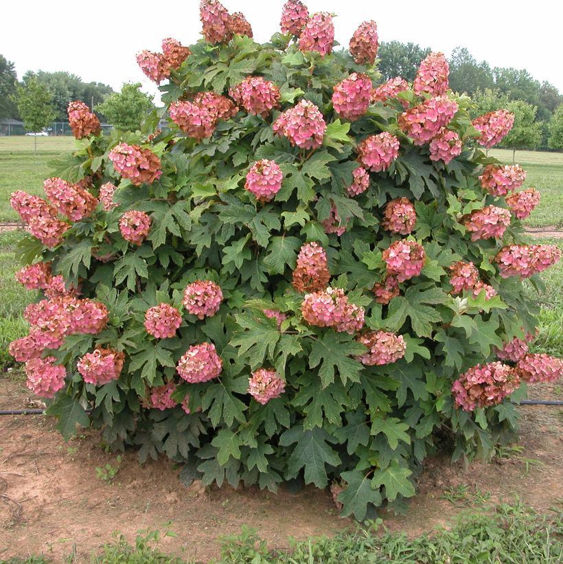 Hydrangea Quercifolia Munchkin - View 3 from www redcrocus com