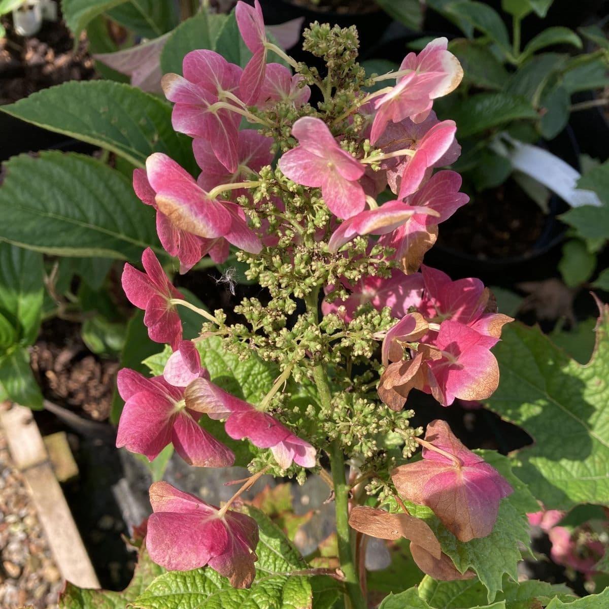 Hydrangea Quercifolia Munchkin - View 4 from www redcrocus com
