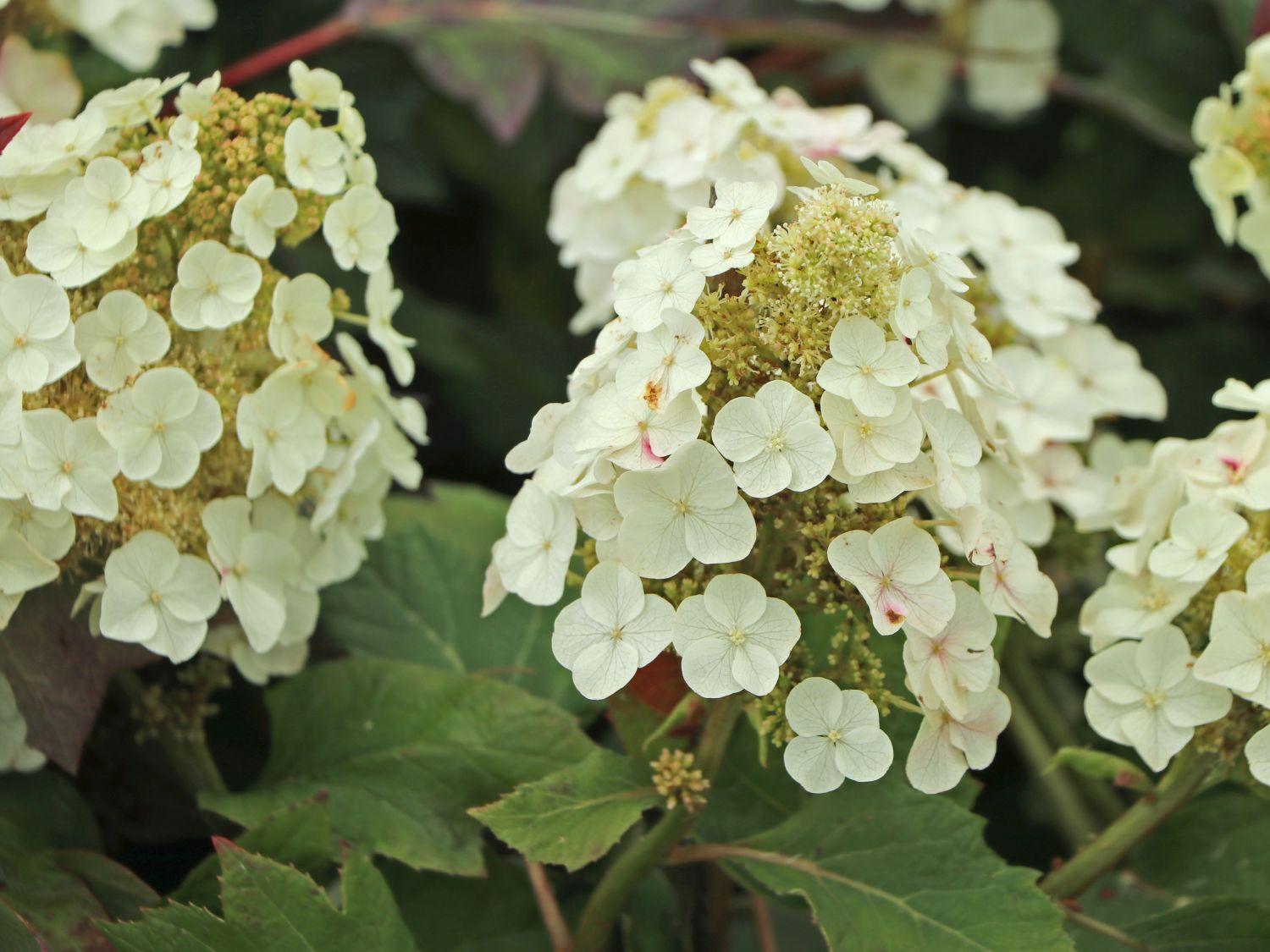 Hydrangea Quercifolia Munchkin - View 5 from www redcrocus com