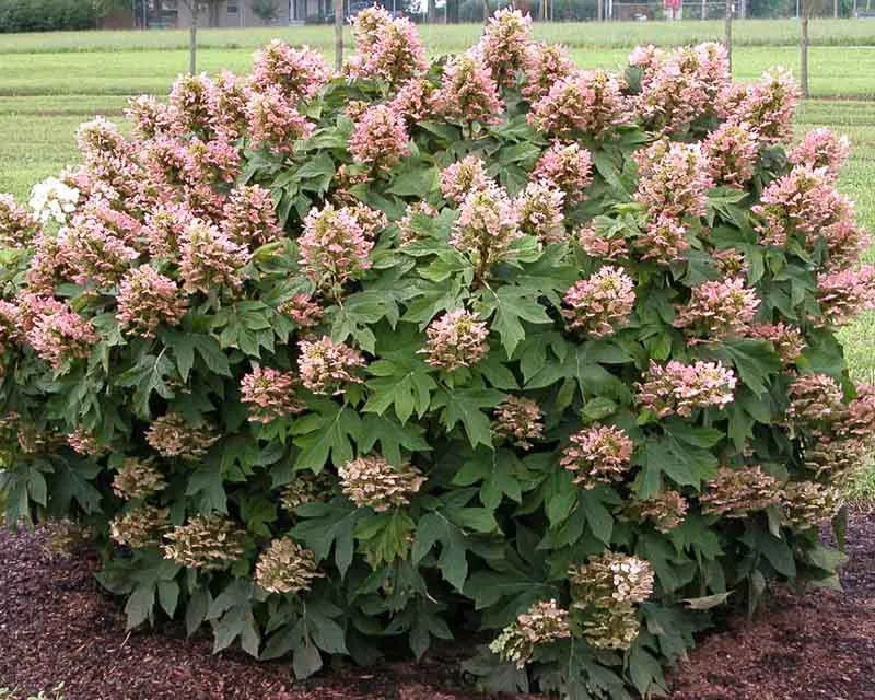 Hydrangea Quercifolia Munchkin - View 6 from www redcrocus com