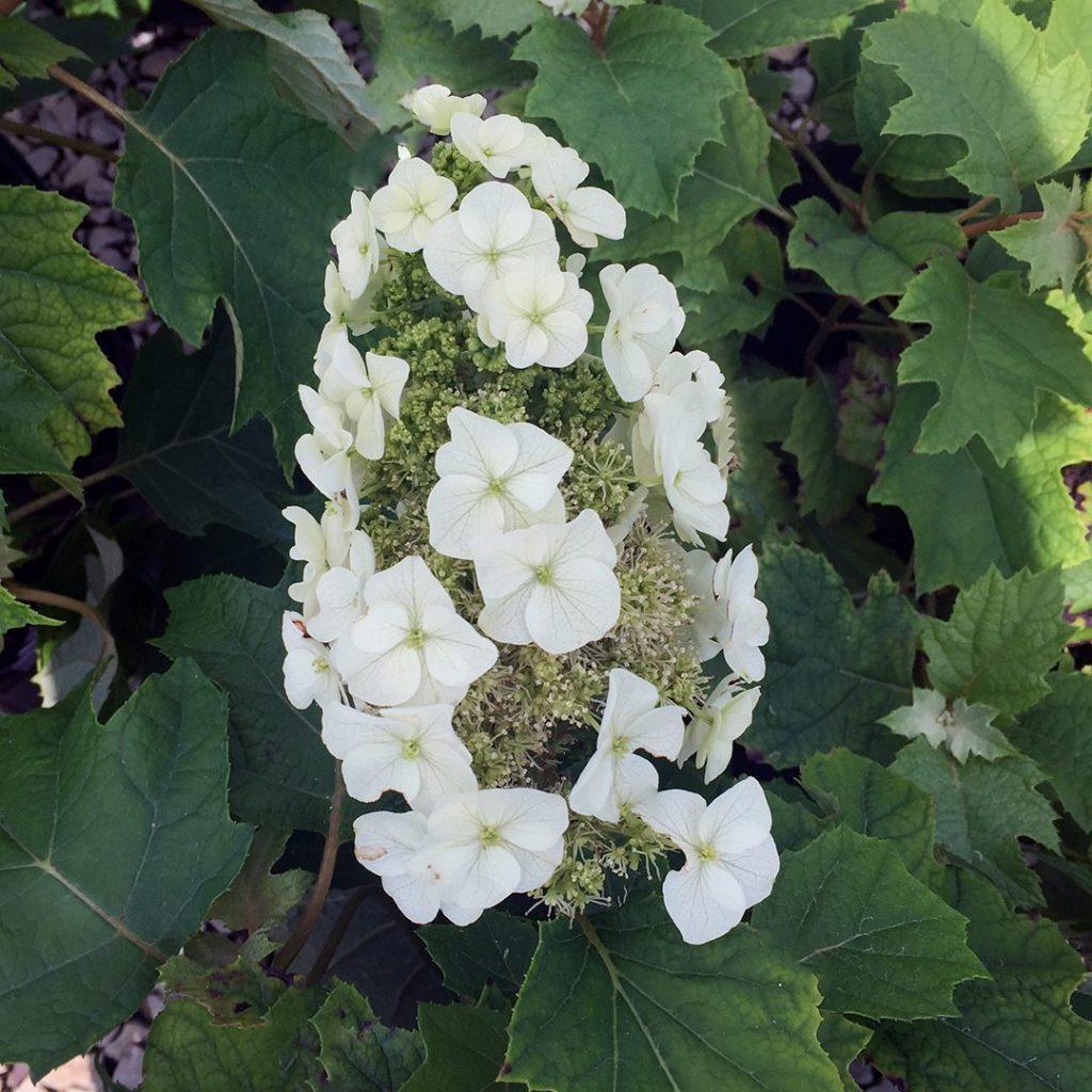 Hydrangea Quercifolia Munchkin - View 6 from www redcrocus com