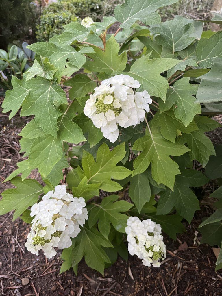 Hydrangea Quercifolia Munchkin - View 8 from www redcrocus com