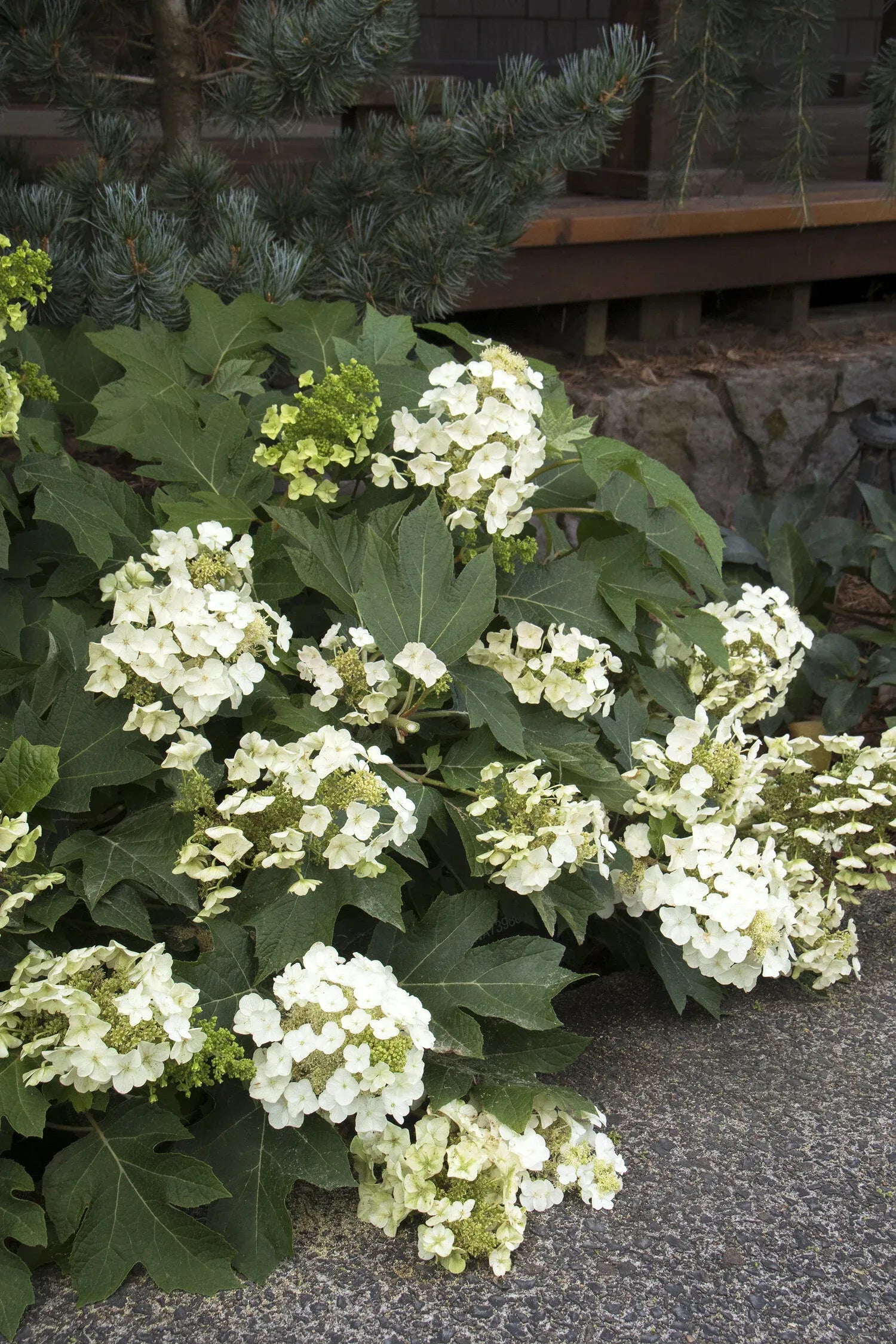 Hydrangea Quercifolia Munchkin - View 9 from www redcrocus com