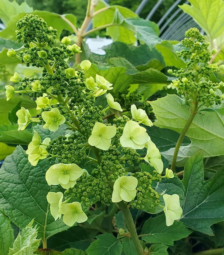 Hydrangea Quercifolia Munchkin - View 9 from www redcrocus com
