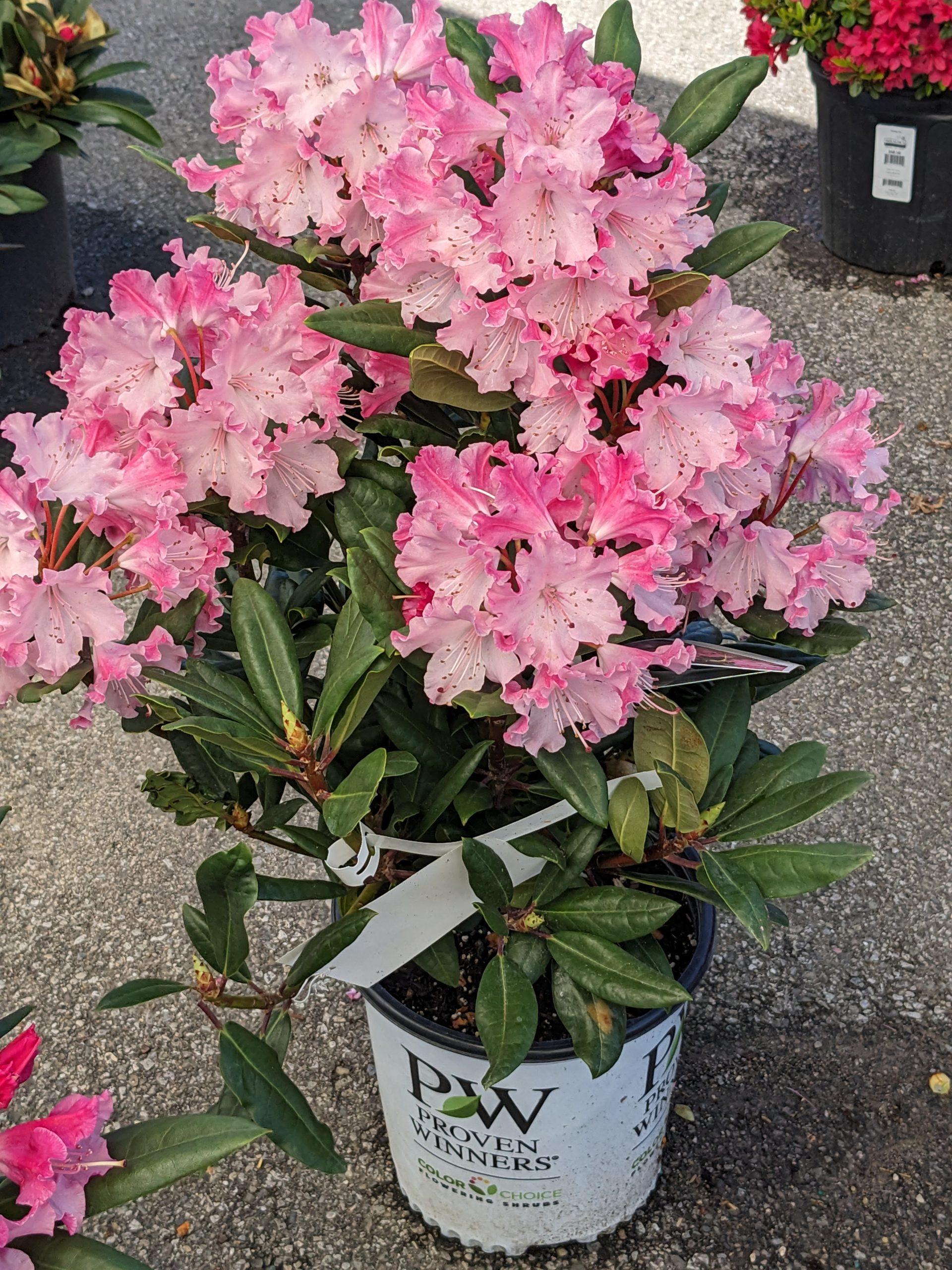 Rhododendron Dandy Man Color Wheel - View 10 from www redcrocus com