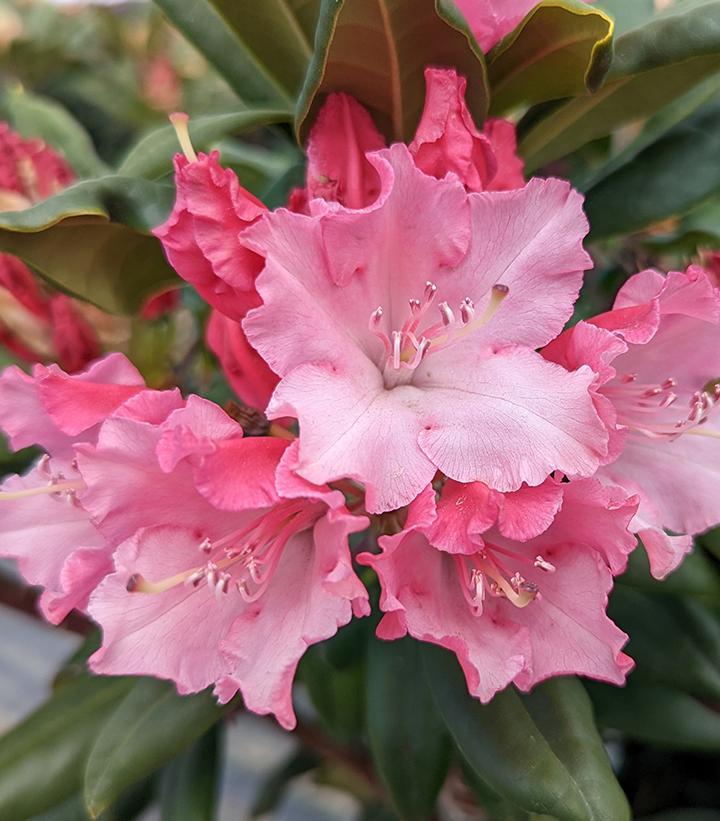 Rhododendron Dandy Man Color Wheel - View 11 from www redcrocus com