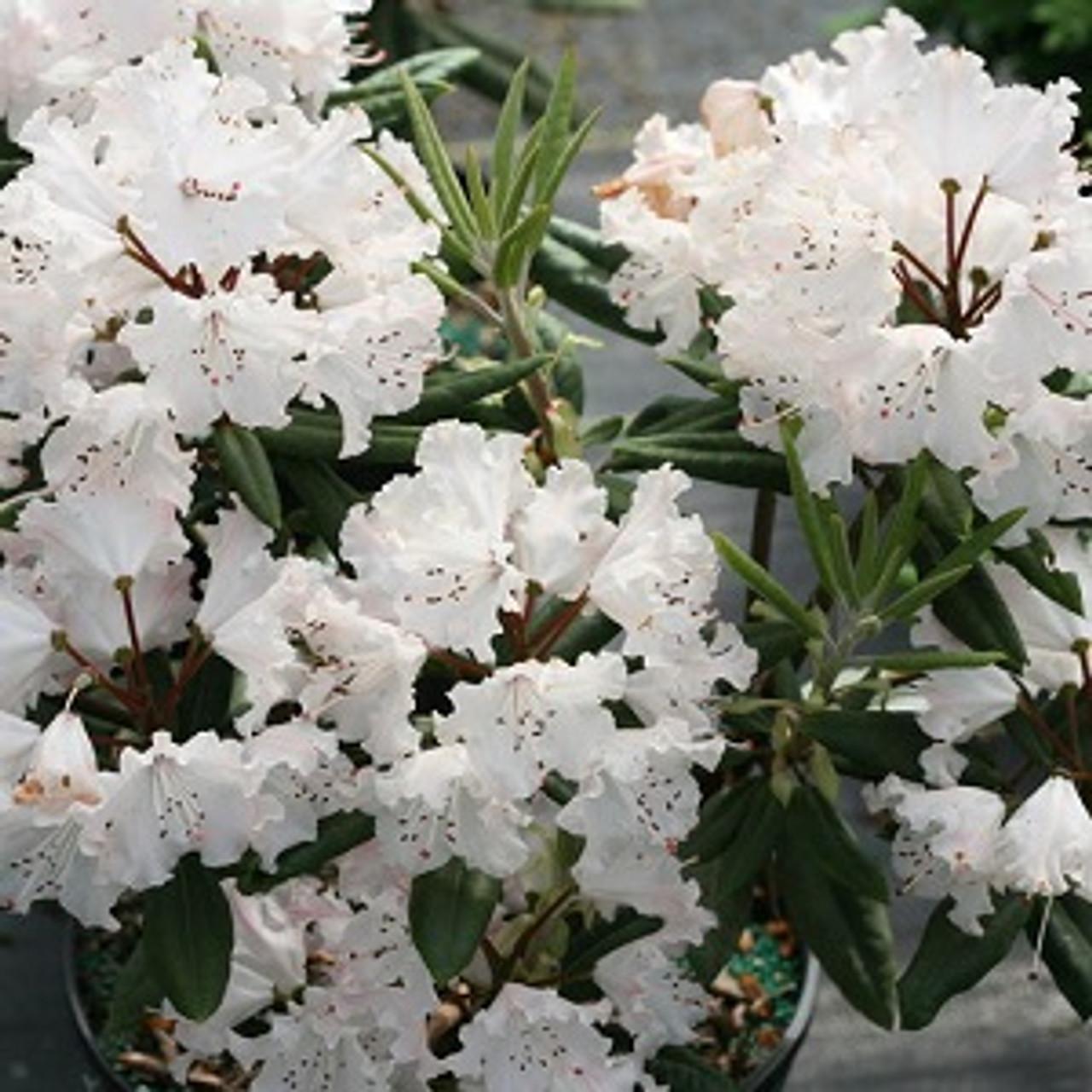 Rhododendron Dandy Man Color Wheel - View 12 from www redcrocus com