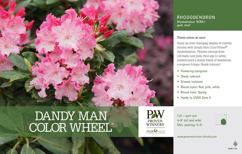 Rhododendron Dandy Man Color Wheel - View 14 from www redcrocus com