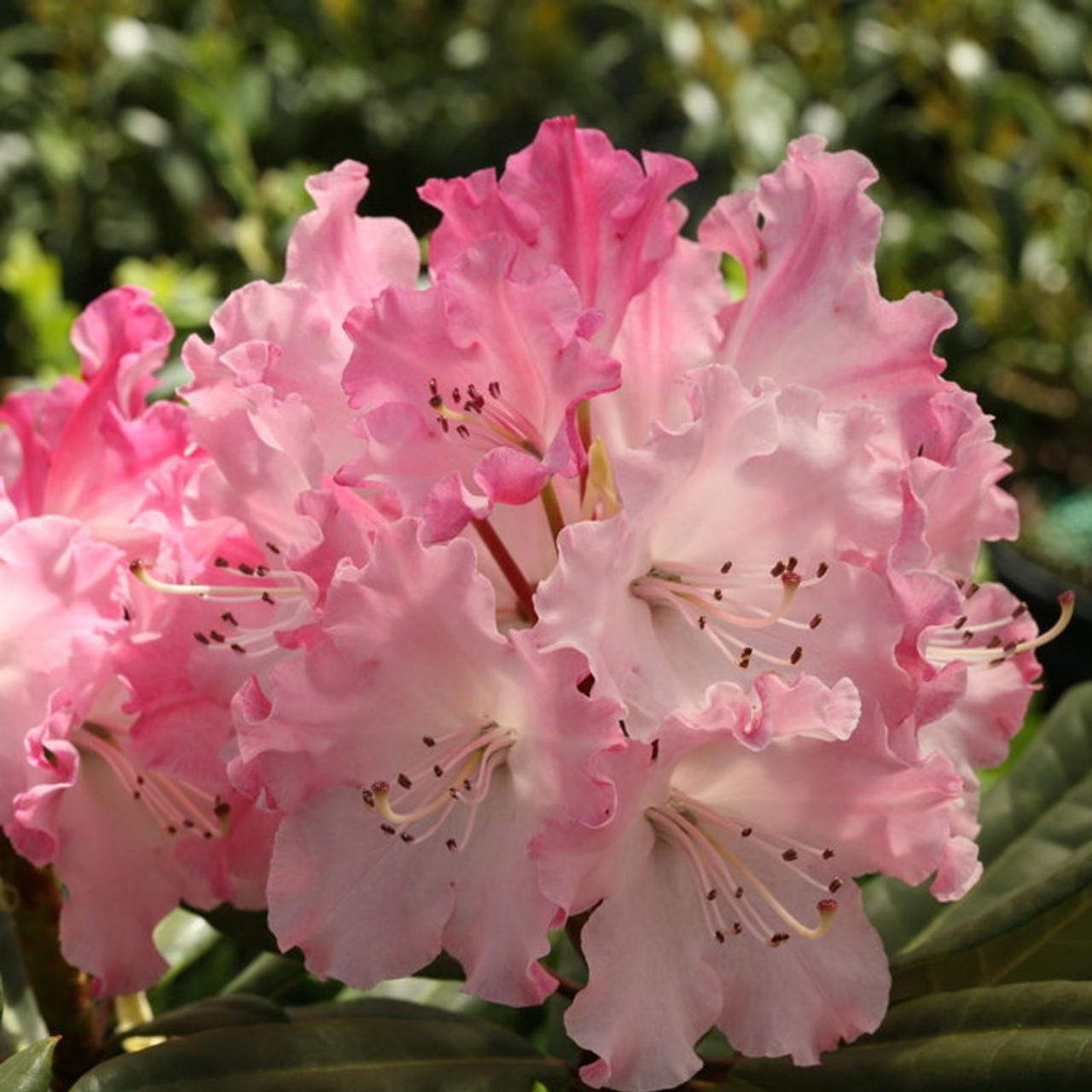 Rhododendron Dandy Man Color Wheel - View 17 from www redcrocus com