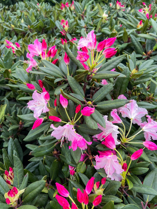 Rhododendron Dandy Man Color Wheel - View 1 from www redcrocus com