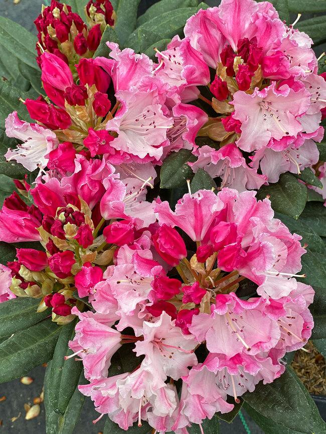 Rhododendron Dandy Man Color Wheel - View 6 from www redcrocus com