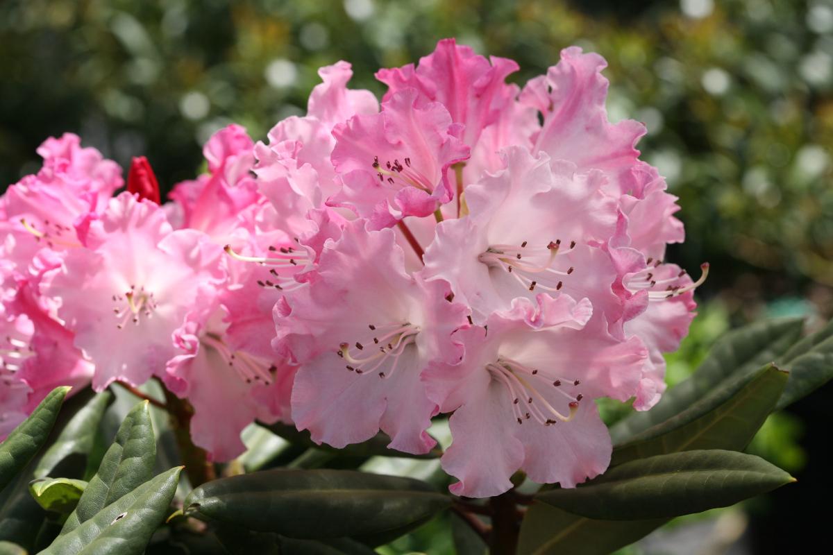 Rhododendron Dandy Man Color Wheel - View 8 from www redcrocus com