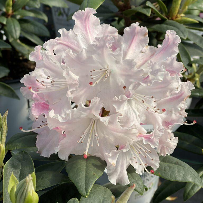 Rhododendron Dandy Man Color Wheel - View 9 from www redcrocus com