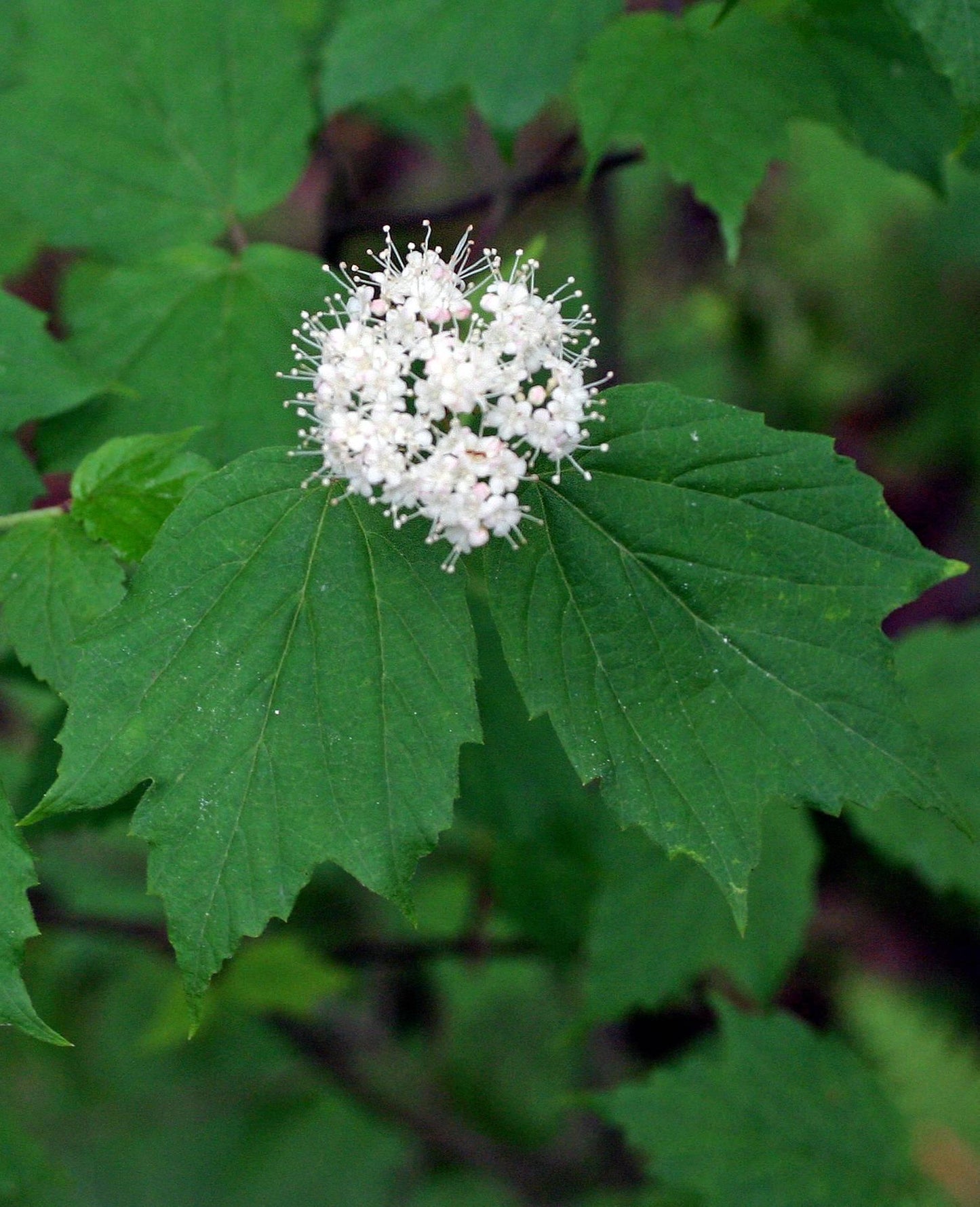 Viburnum Acerifolium - View 10 from www redcrocus com