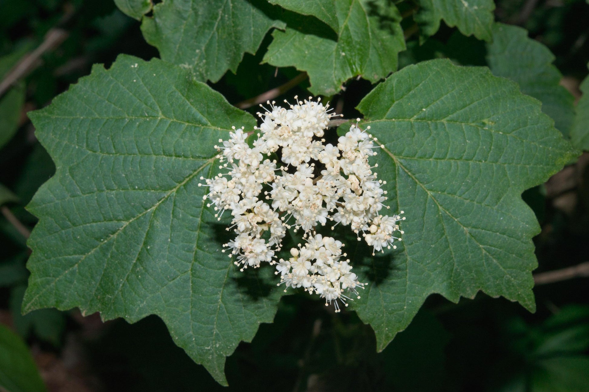 Viburnum Acerifolium - View 11 from www redcrocus com