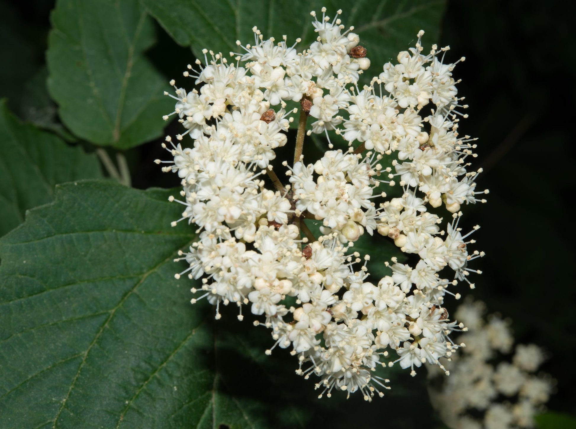 Viburnum Acerifolium - View 12 from www redcrocus com