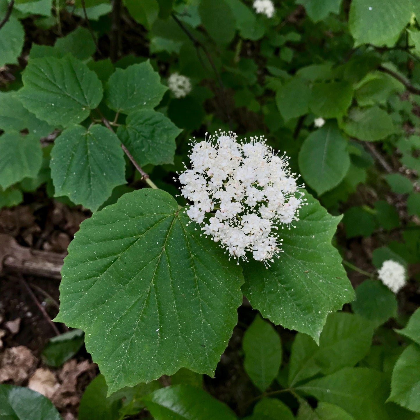 Viburnum Acerifolium - View 13 from www redcrocus com