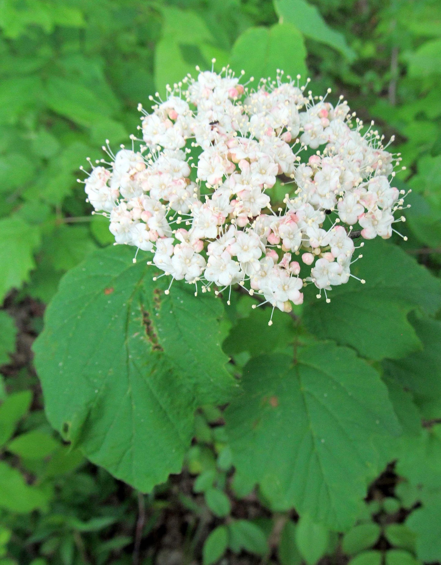 Viburnum Acerifolium - View 14 from www redcrocus com