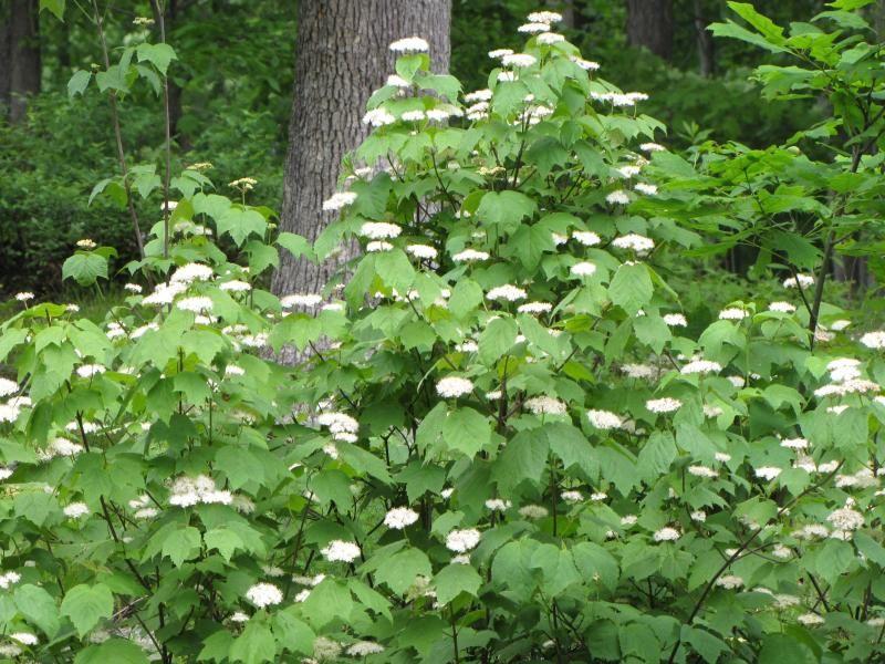 Viburnum Acerifolium - View 18 from www redcrocus com