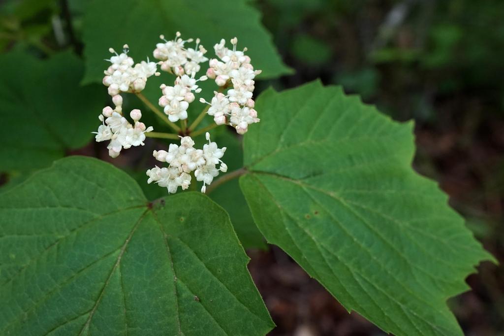 Viburnum Acerifolium - View 1 from www redcrocus com