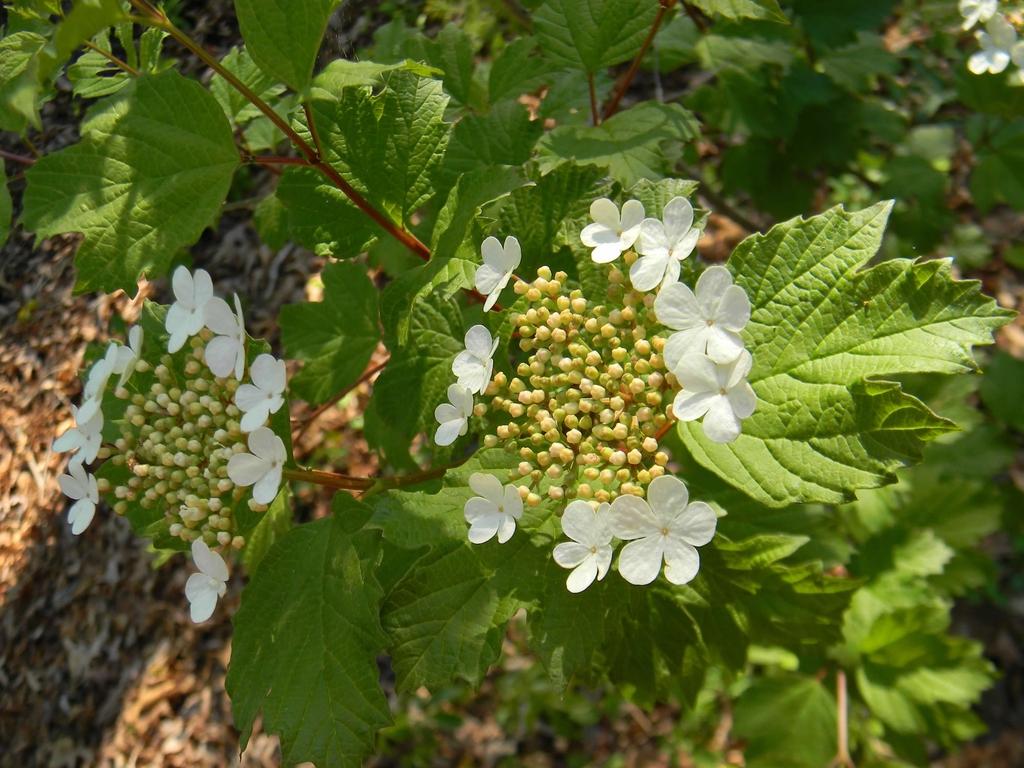 Viburnum Acerifolium - View 2 from www redcrocus com