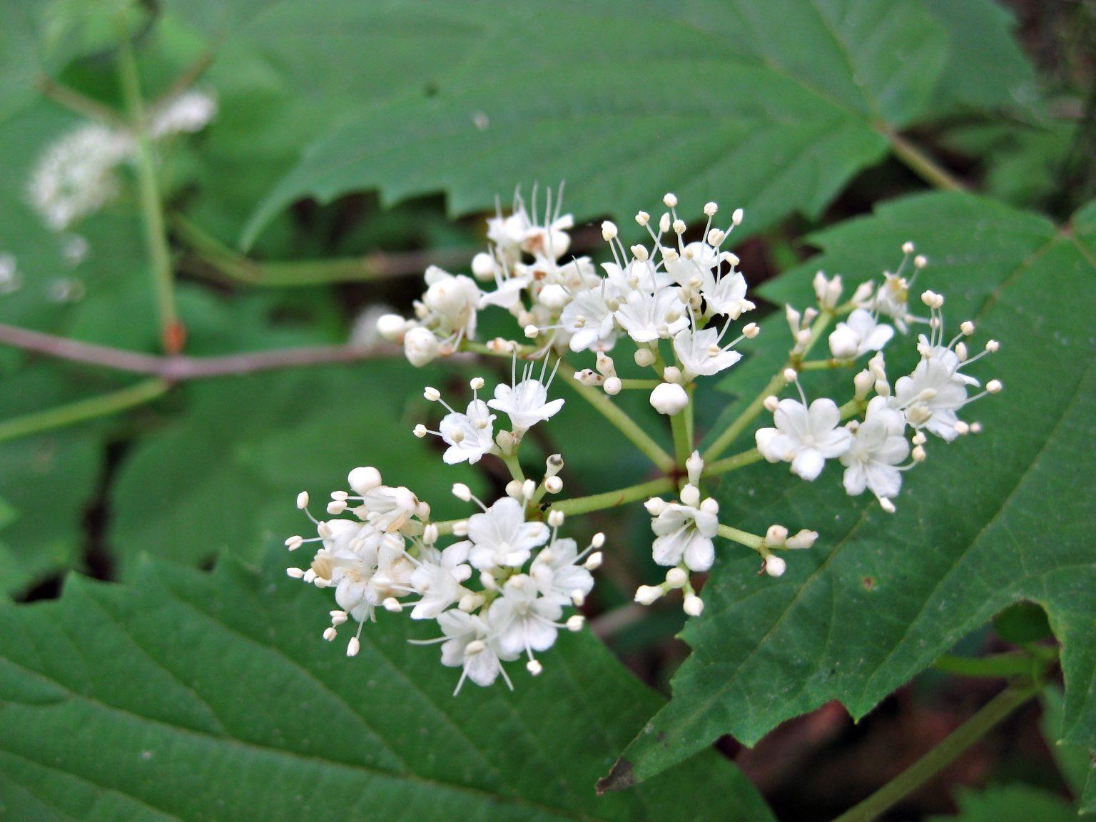 Viburnum Acerifolium - View 3 from www redcrocus com
