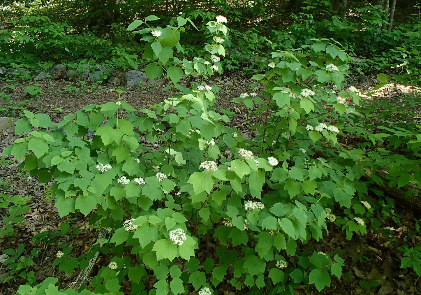 Viburnum Acerifolium - View 4 from www redcrocus com